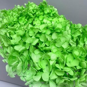 Hydrangea Jumbo green