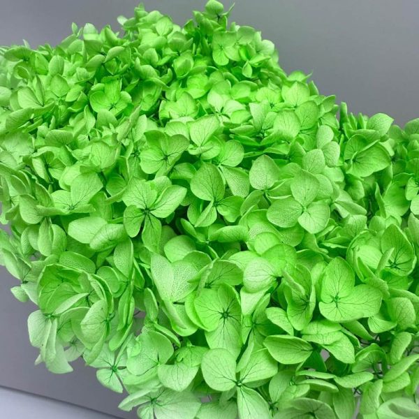 Hydrangea Jumbo green
