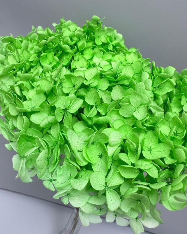 Hydrangea Jumbo green - Image 2