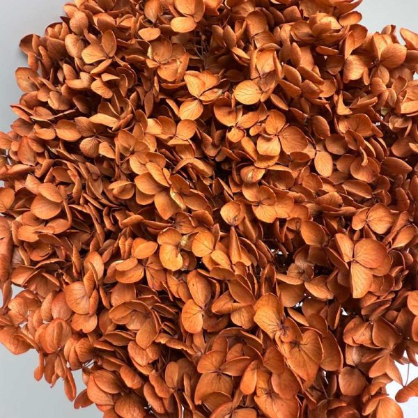 Hydrangea Jumbo orange rust