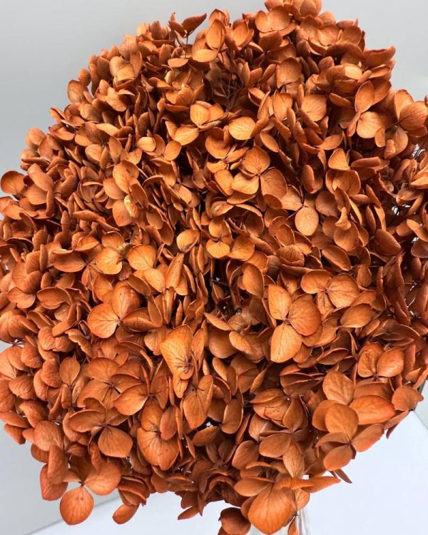 Hydrangea Jumbo orange rust - Image 2