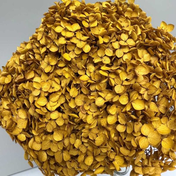 Hydrangea Jumbo yellow mustard