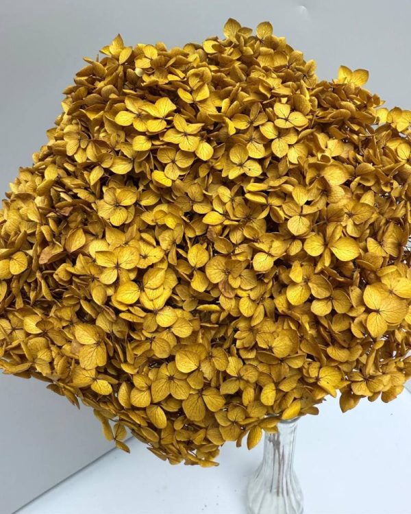 Hydrangea Jumbo yellow mustard - Image 2