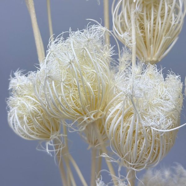 Finocchio bianco - immagine 3