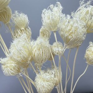 Fennel white