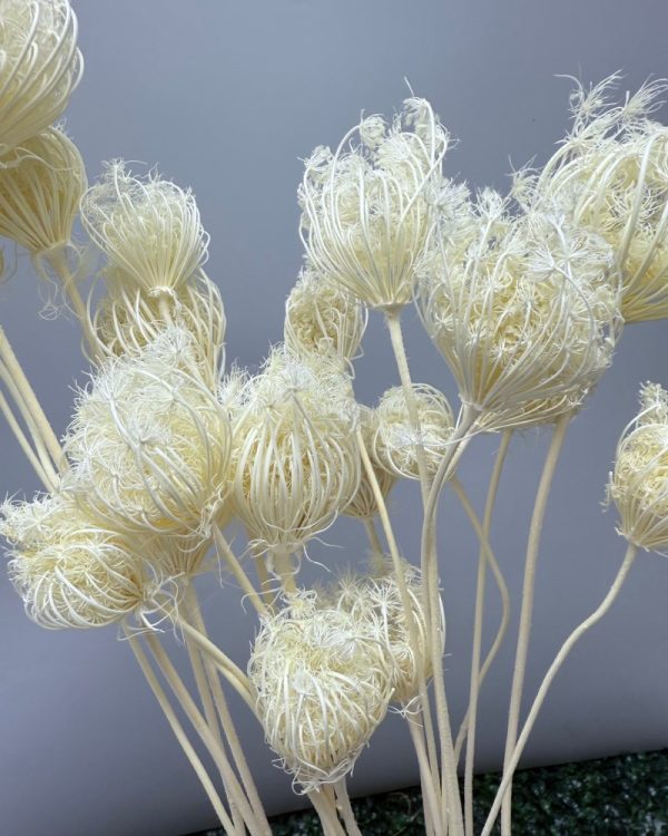 Finocchio bianco