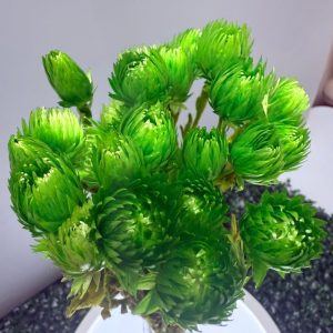 Capblumen green