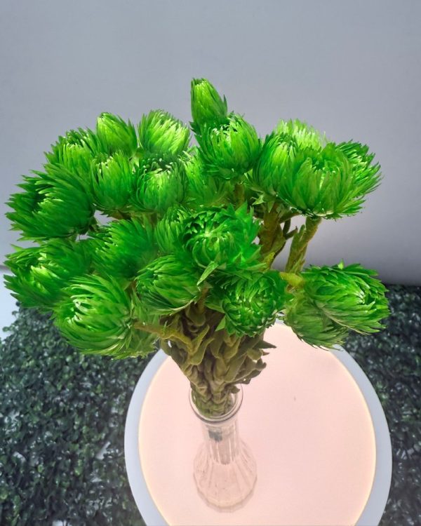 Capblumen green - Image 2