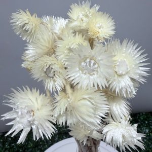 Capblumen white