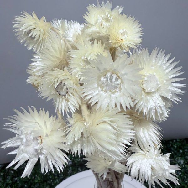 Capblumen white