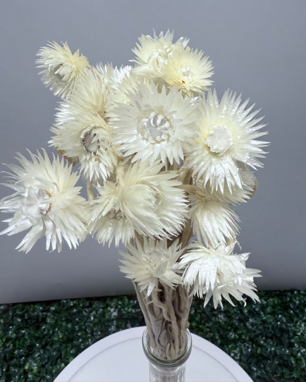 Capblumen white - Image 2