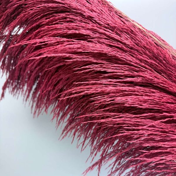 Pampas iron burgundy - Image 2