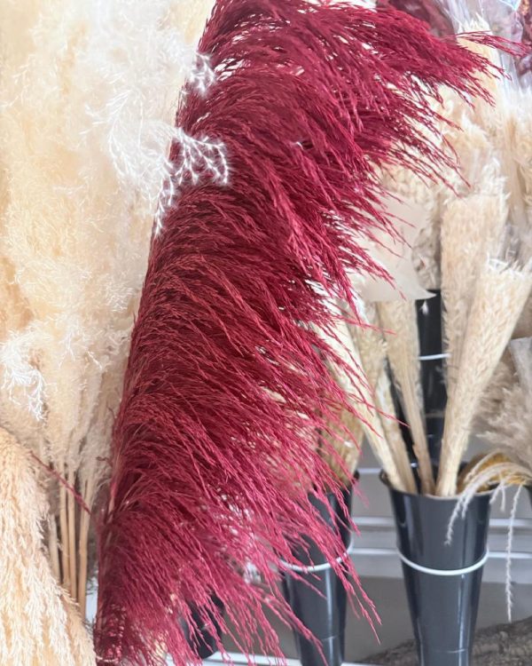 Pampas iron burgundy - Image 3