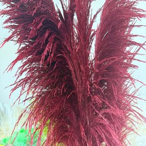 Pampas iron burgundy