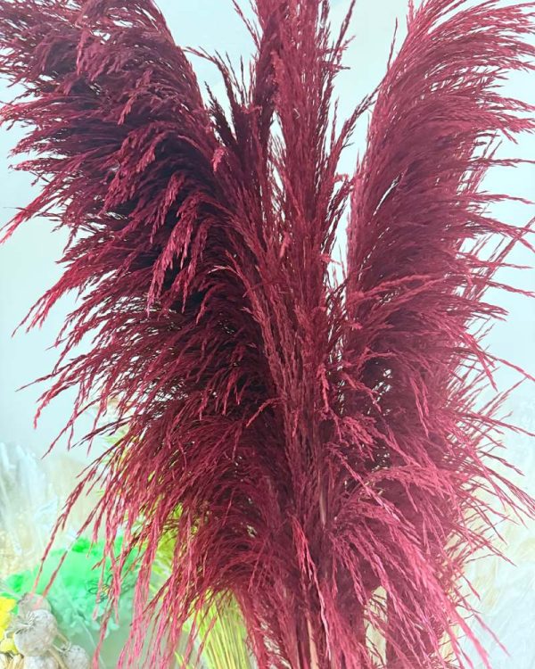 Pampas iron burgundy