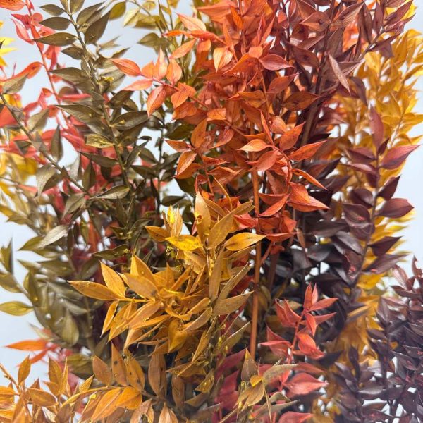 Ruscus autunnale glicerinato