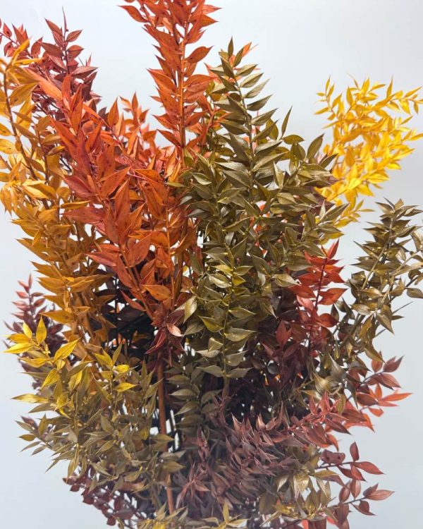 Ruscus autunnale glicerinato - immagine 2