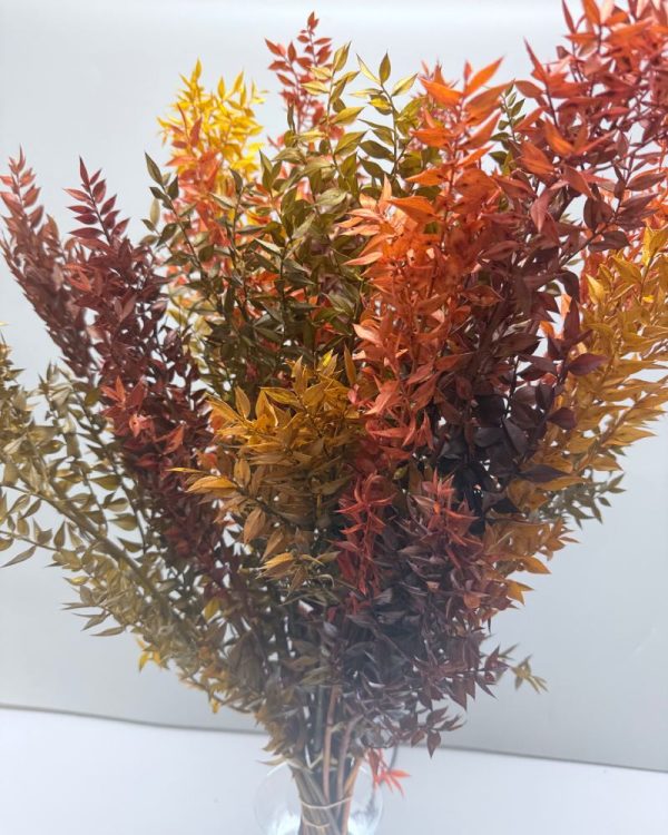 Ruscus autunnale glicerinato - immagine 3