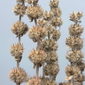Sage natural