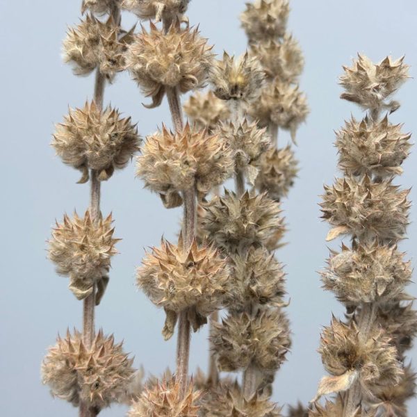 Sage natural