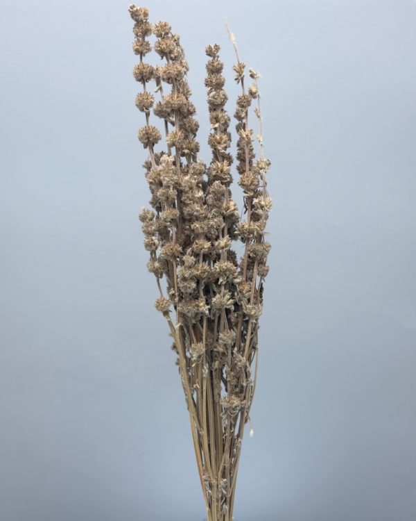 Sage natural - Image 2