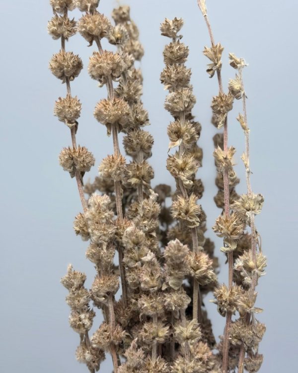 Sage natural - Image 3