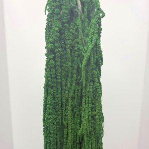 Amaranto verde scuro