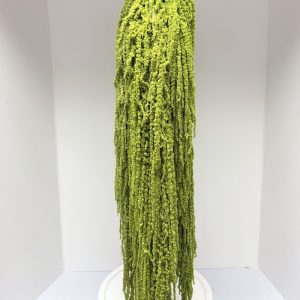 Amaranto verde chiaro