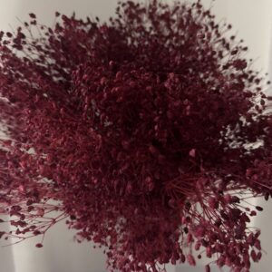 Gypsophila bordeaux