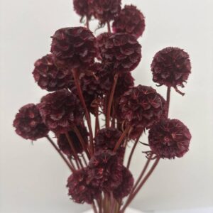 Scabiosa bordeaux