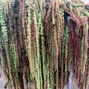 Amaranto ripening