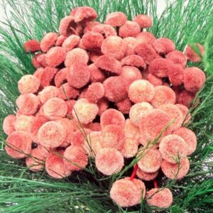 Botao bolado rosa bordeaux
