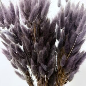 Lagurus grigio viola