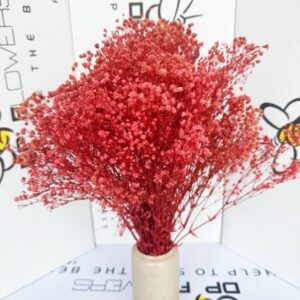 Gypsophila rosa