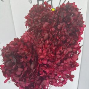 Ortensia bordeaux