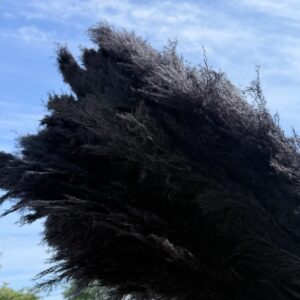 Pampas grande nera