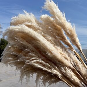 Pampas grande perla bianca