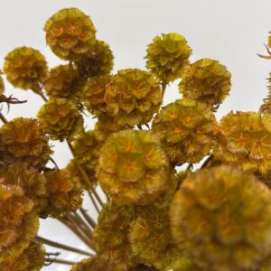 Scabiosa greenrose