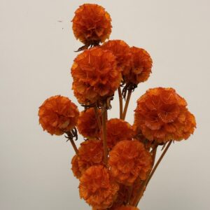 Scabiosa giallo