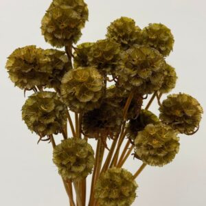 Scabiosa verde militare