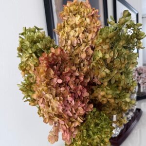 Hydrangea autunnale