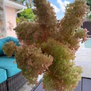 Hydrangea (ortensia) greenrose