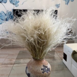 Stipa pennata white